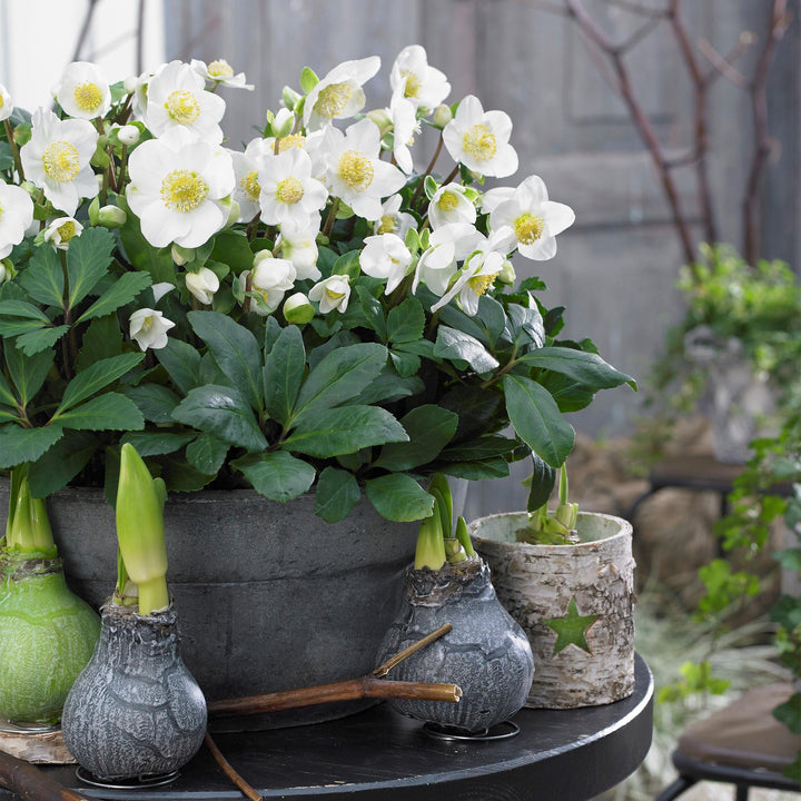 2x Helleborus niger 'Christmas Carol' Christmas Rose in 14cm pots - view 5