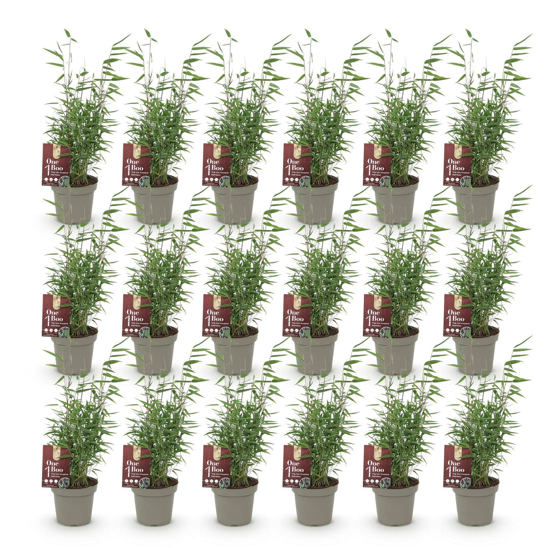 18x Fargesia 'Red Dragon' Bamboo - Evergreen Non-Invasive Screening - 14cm Pot - 35cm