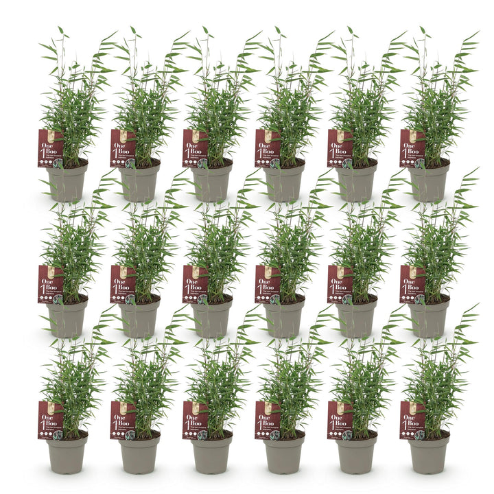 18x Fargesia 'Red Dragon' Bamboo - Evergreen Non-Invasive Screening - 14cm Pot - 35cm