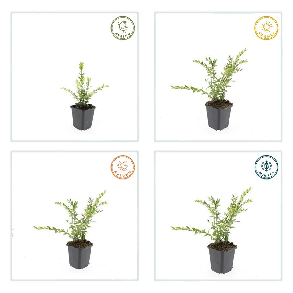 40x Lonicera pileata 'Purple Pearl' Evergreen Ground Cover - 10-25cm