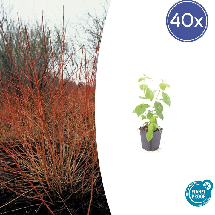 40x Cornus Midwinter Fire - Bloodtwig Dogwood 10-25cm - Ø9cm