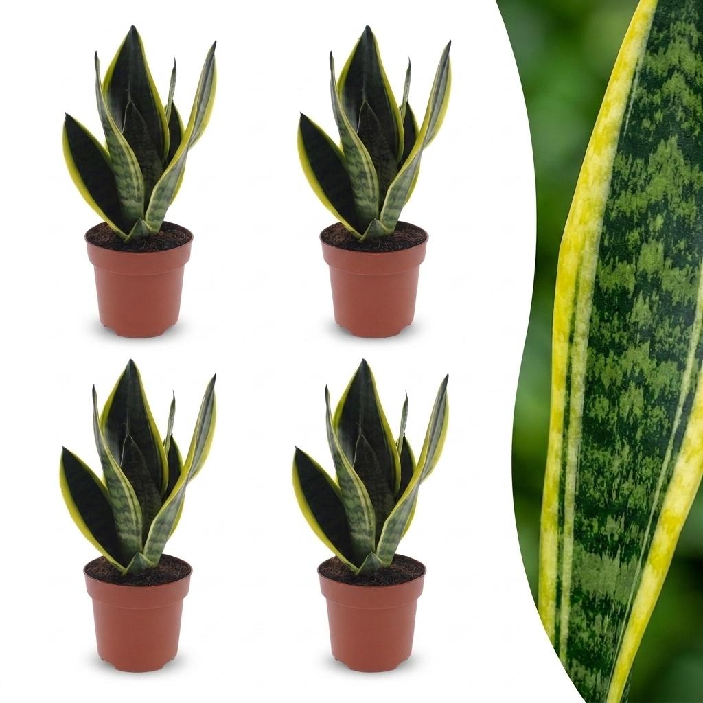 Snake Plant with upright sword-shaped leaves edged in pale green, set of 4 plants, about 35cm tall