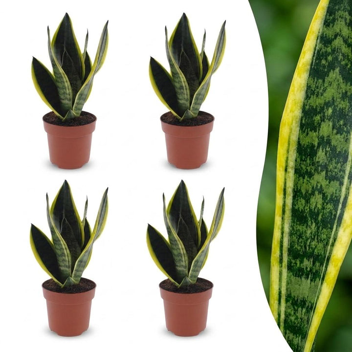 Snake Plant with upright sword-shaped leaves edged in pale green, set of 4 plants, about 35cm tall