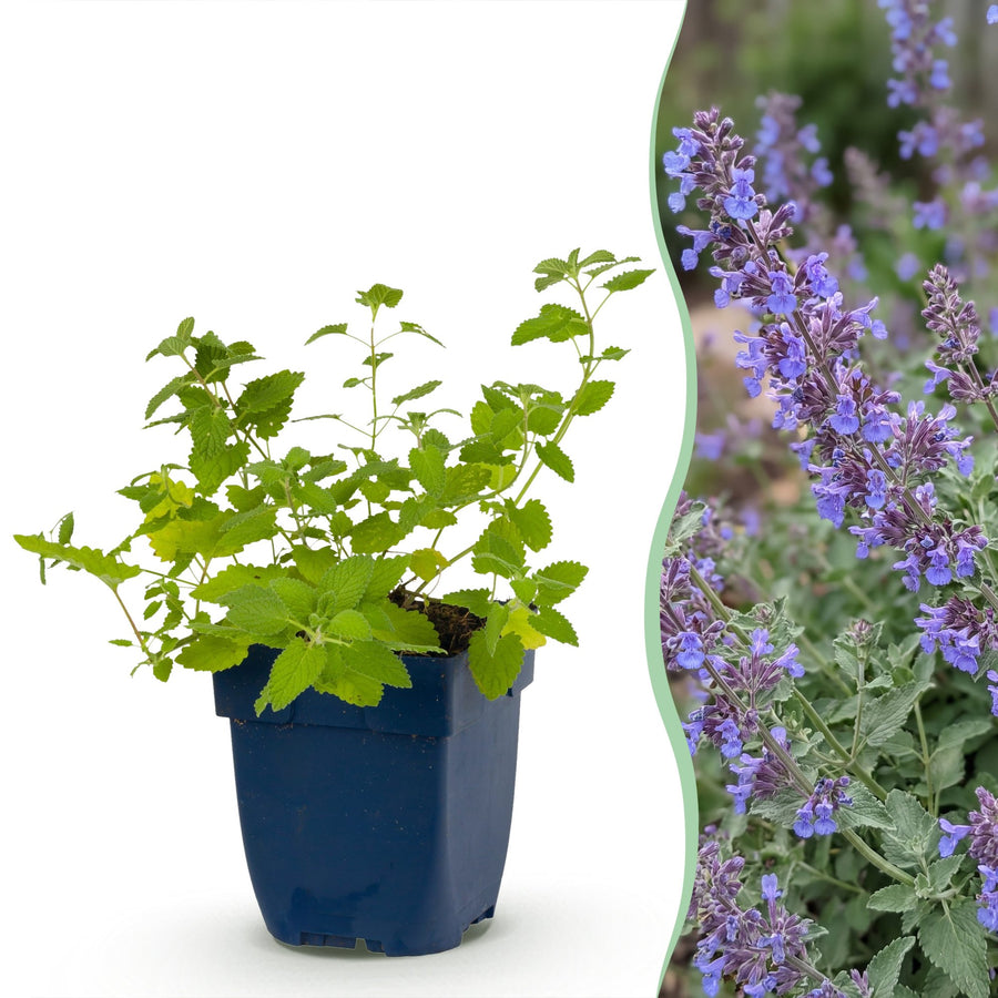 Pack of 24 Nepeta 'Six Hills Giant' catmint plants in 11cm pots