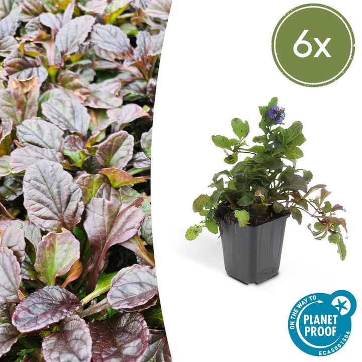 Healthy foliage and strong roots close-up of 6x Ajuga reptans - ↕10-25cm - Ø9cm
