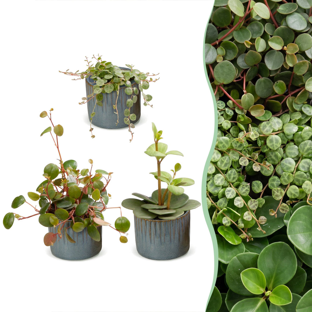 Baby Peperomia Mix houseplants, pack of 3
