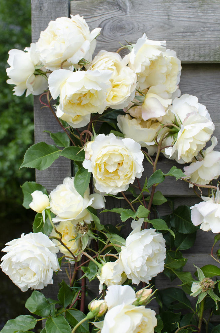 3x Rosa Crazy in Love Vanilla - Creamy White Climbing Rose - Ø15cm - ↕65cm