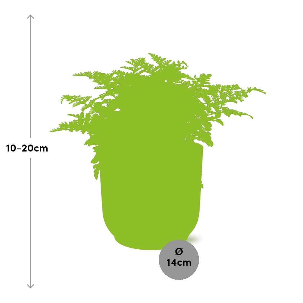Crested Bird's Nest Fern (Asplenium 'Parvati') in a pink ELHO Vibes pot, view 9