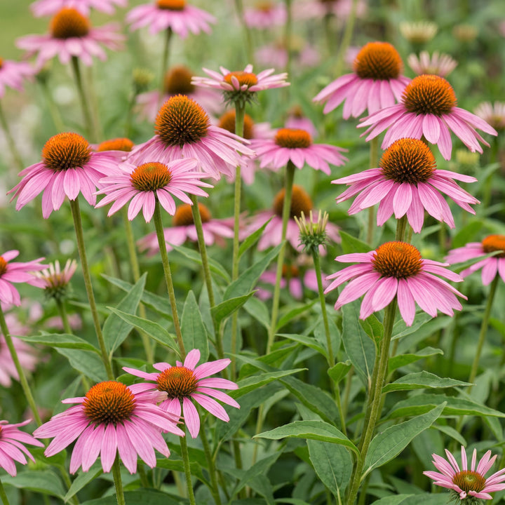 12 Echinacea purpurea 'Magnus' coneflower plants in 11cm pots - view 5