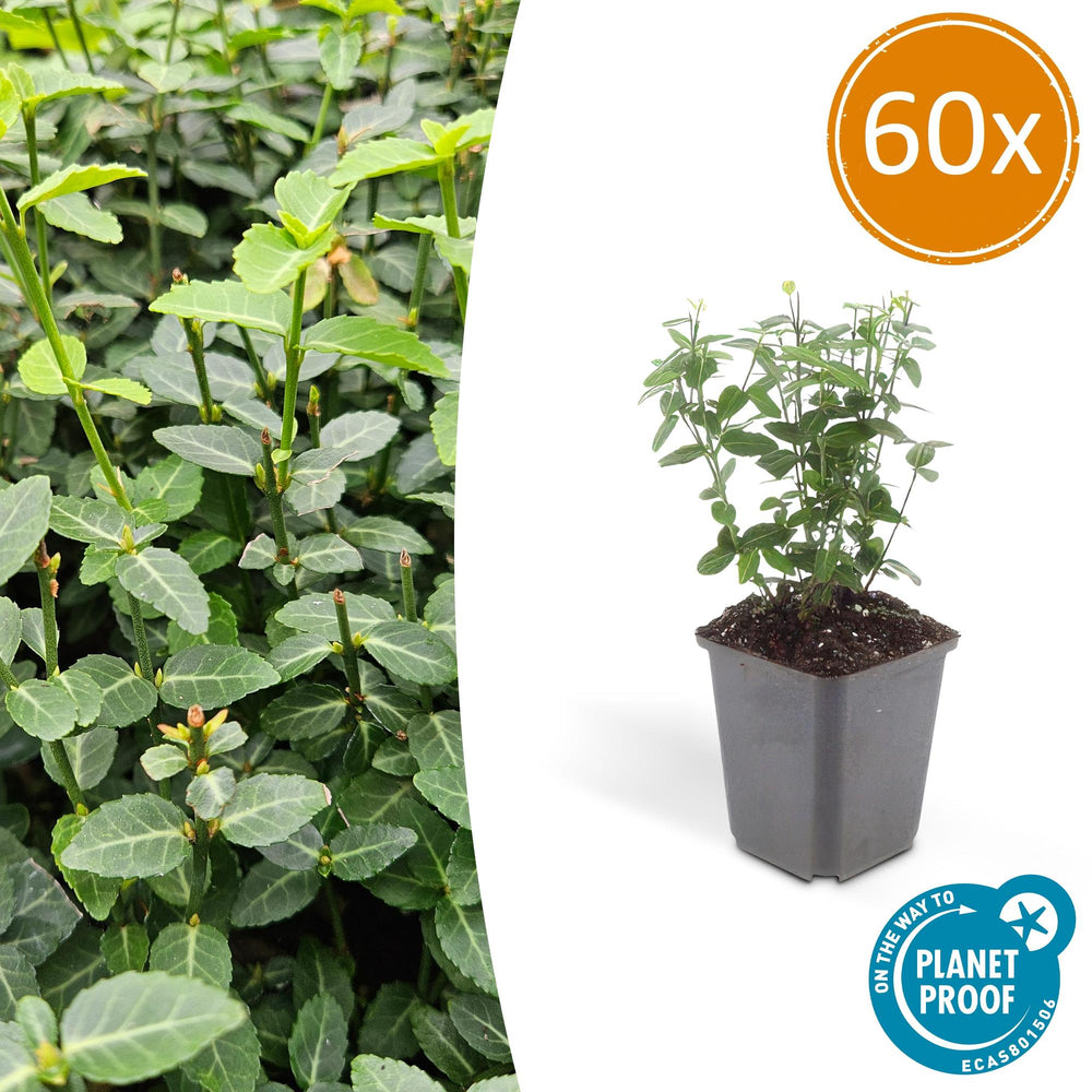 Young Euonymus fortunei radicans in grey plastic pot with soil, showing small green oval leaves and upright stems, 60x…
