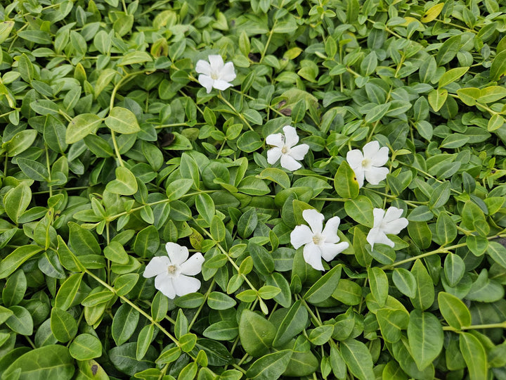 48x Vinca minor 'Gertrude Jekyll' White Flowering Ground Cover - 9cm
