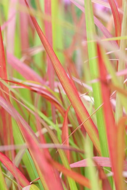 6x Imperata cylindrica 'Red Baron' - ↕10-25cm - Ø9cm full-plant overview, healthy foliage and strong roots