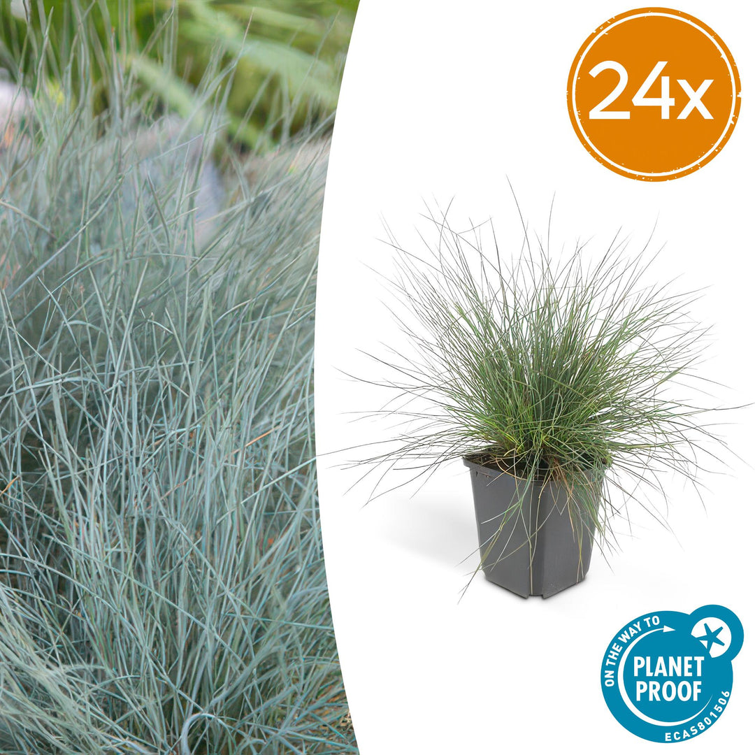Blue fescue grass with fine, needle-like blue-green foliage in dark pot, 24 plants shown