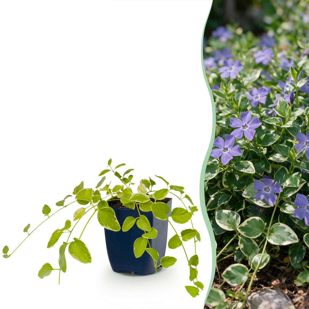 Pack of 24 Vinca major 'Variegata' greater periwinkle plants in 11cm pots