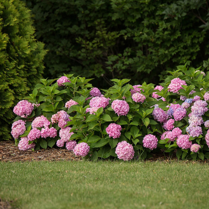 48 Hydrangea macrophylla Endless Summer Original Pink plants in 14cm pots - view 7