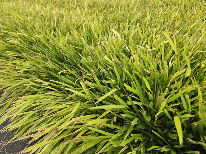 24x Hakonechloa macra - ↕10-25cm - Ø9cm
