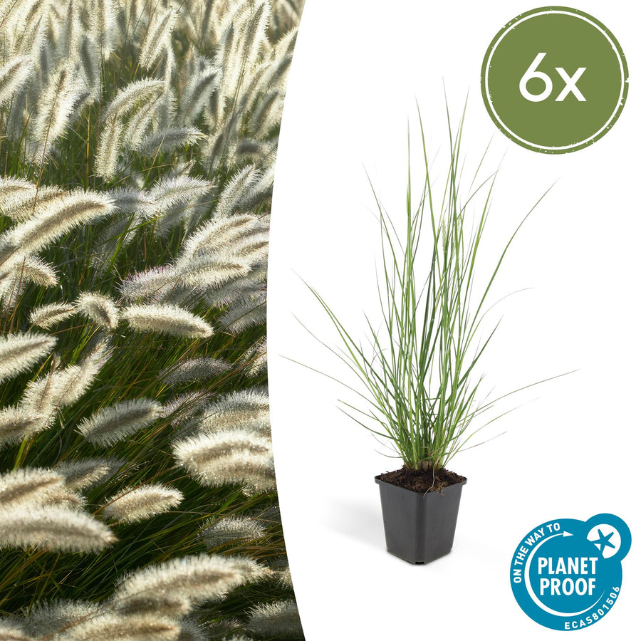 Fountain grass with fine, feathery cream and green plumes in black plastic pot, displayed against close-up detail of…