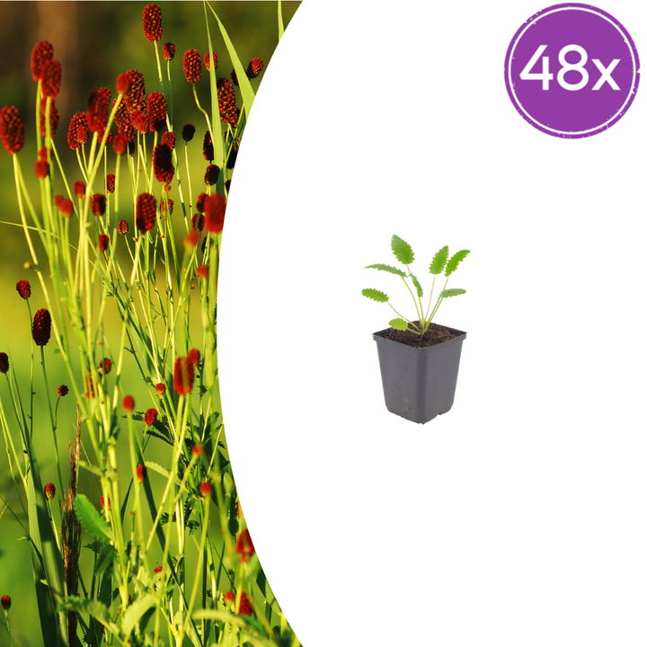 48x Sanguisorba o. 'Tanna' - ↕10-25cm - Ø9cm