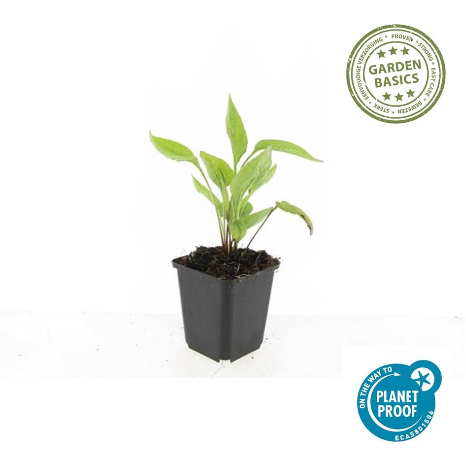 60x White Swan Coneflower - Echinacea purpurea - 9cm Pots