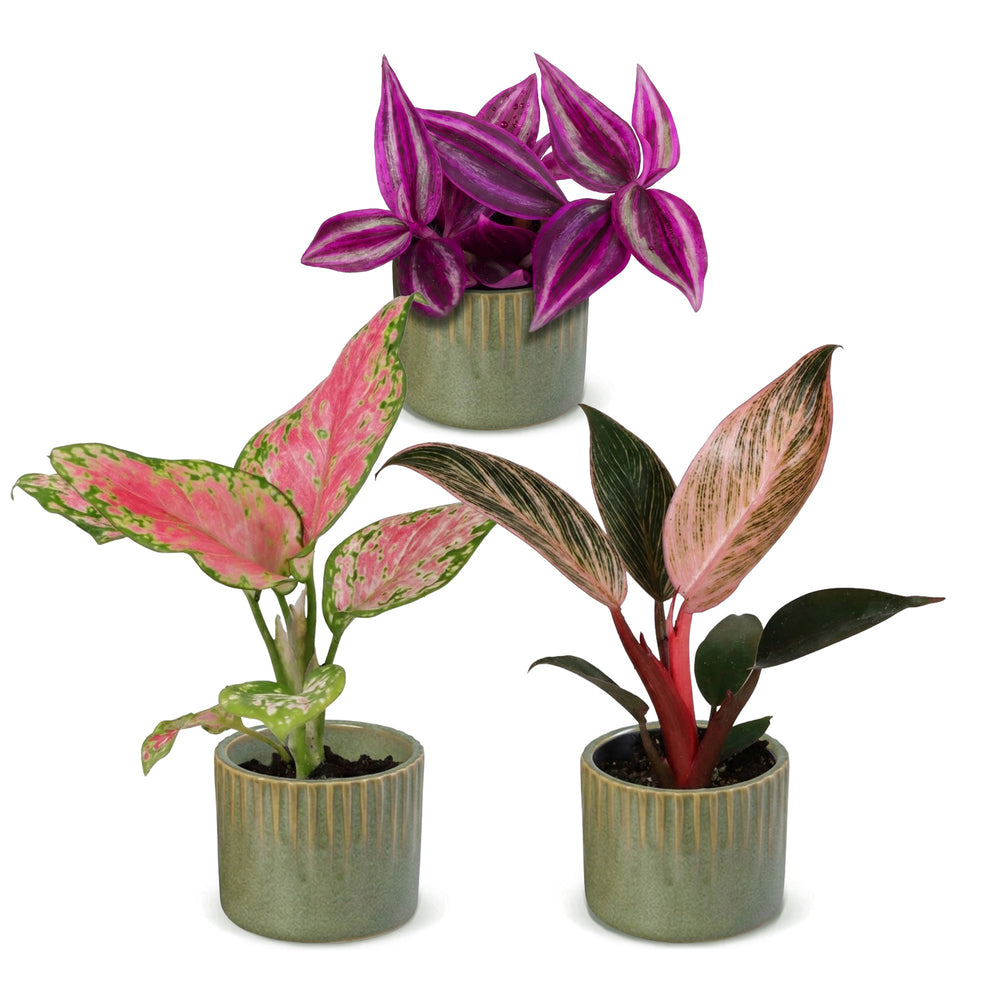 Baby Paradise Mix, pack of 3 tropical houseplants in pink and red tones, image 2