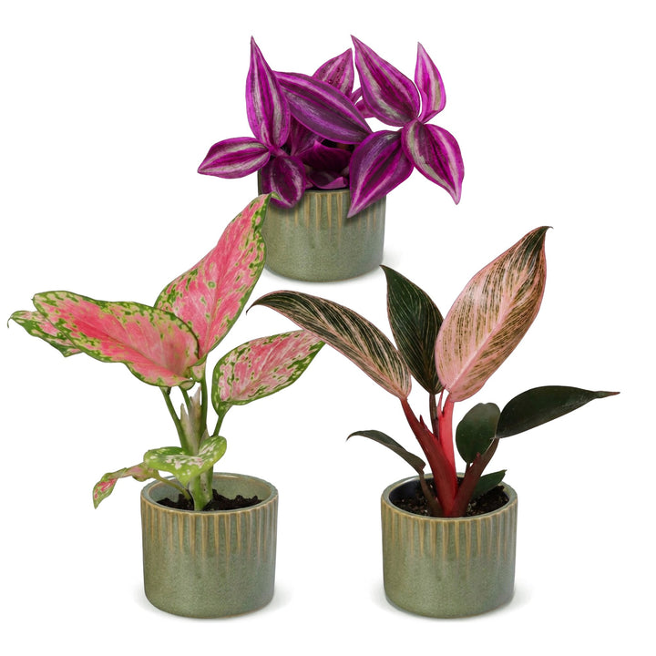 Baby Paradise Mix, pack of 3 tropical houseplants in pink and red tones, image 2