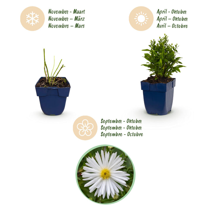 24x Aster dumosus 'Schneekissen' Cushion Aster - White - 11cm Pot - 15-25cm