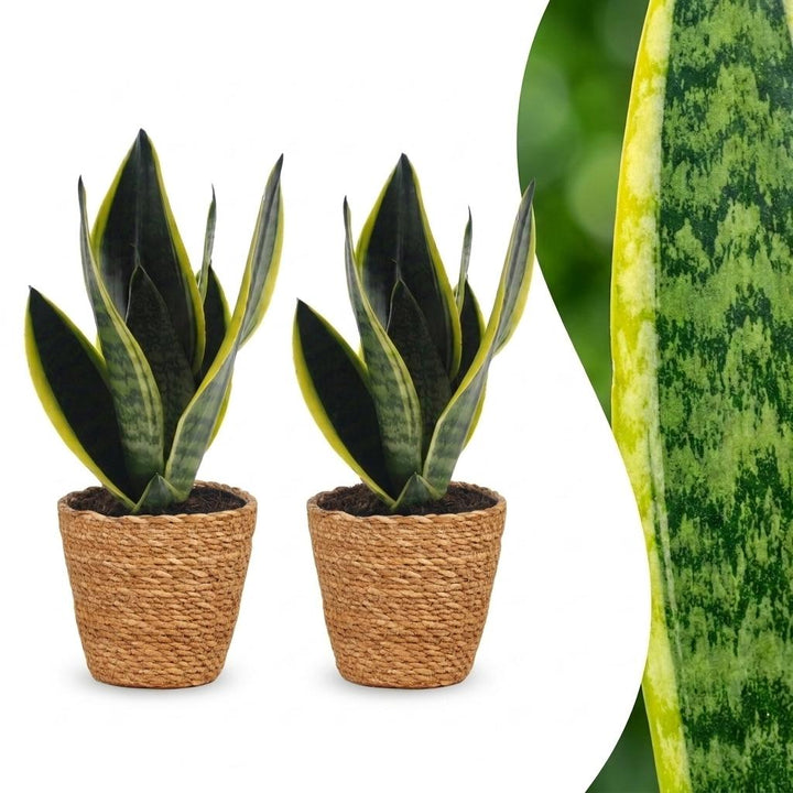 Snake Plant with upright sword-shaped leaves edged in pale green, set of 2 plants in a woven basket, about 35cm tall