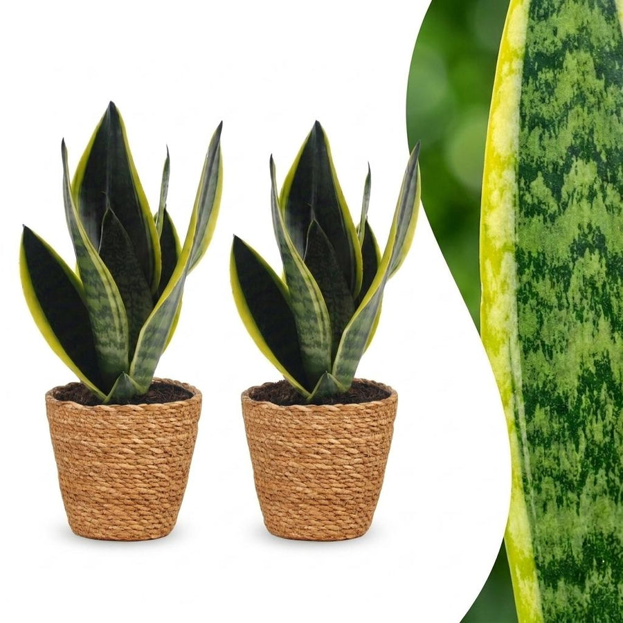 Snake Plant with upright sword-shaped leaves edged in pale green, set of 2 plants in a woven basket, about 35cm tall
