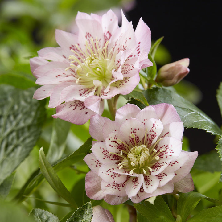 2x Helleborus orientalis 'Double Ellen Pink' Lenten Rose in 14cm pots - view 4