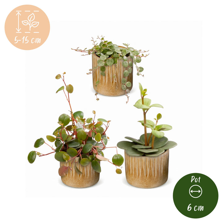 Baby Peperomia Mix houseplants, pack of 3, image 5