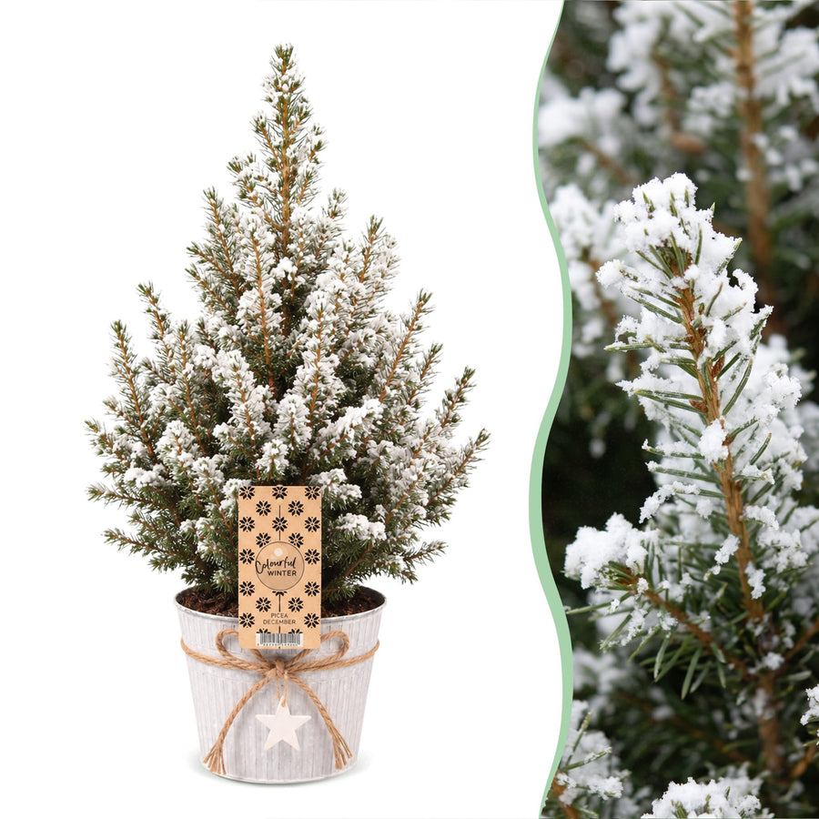 Picea glauca Conica Dwarf Alberta Spruce Christmas trees, pack of 4