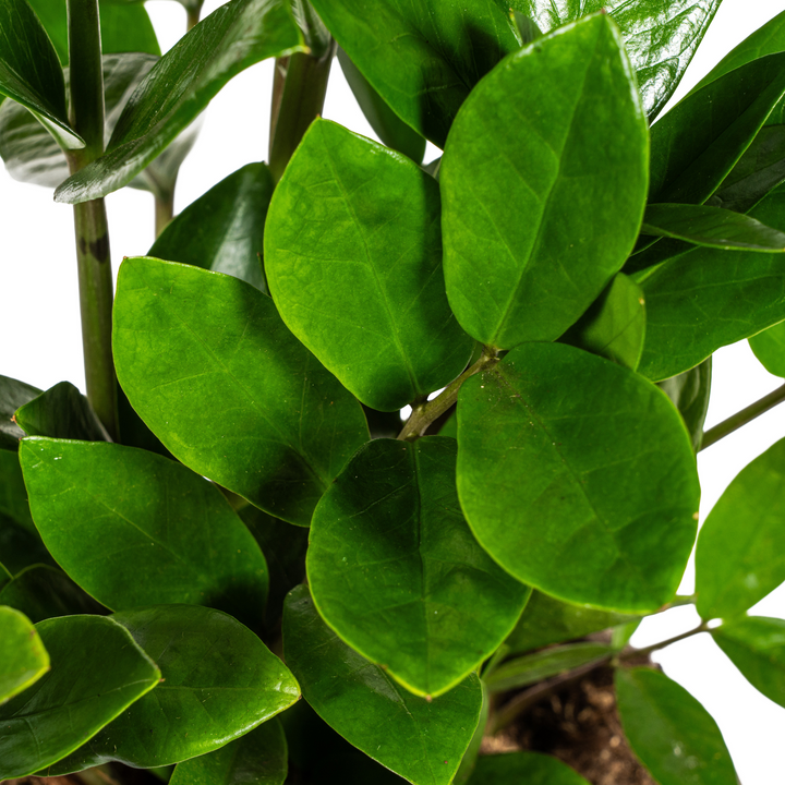 Zamioculcas Zamiifolia 40-50cm — ZZ Plant in 17cm pot