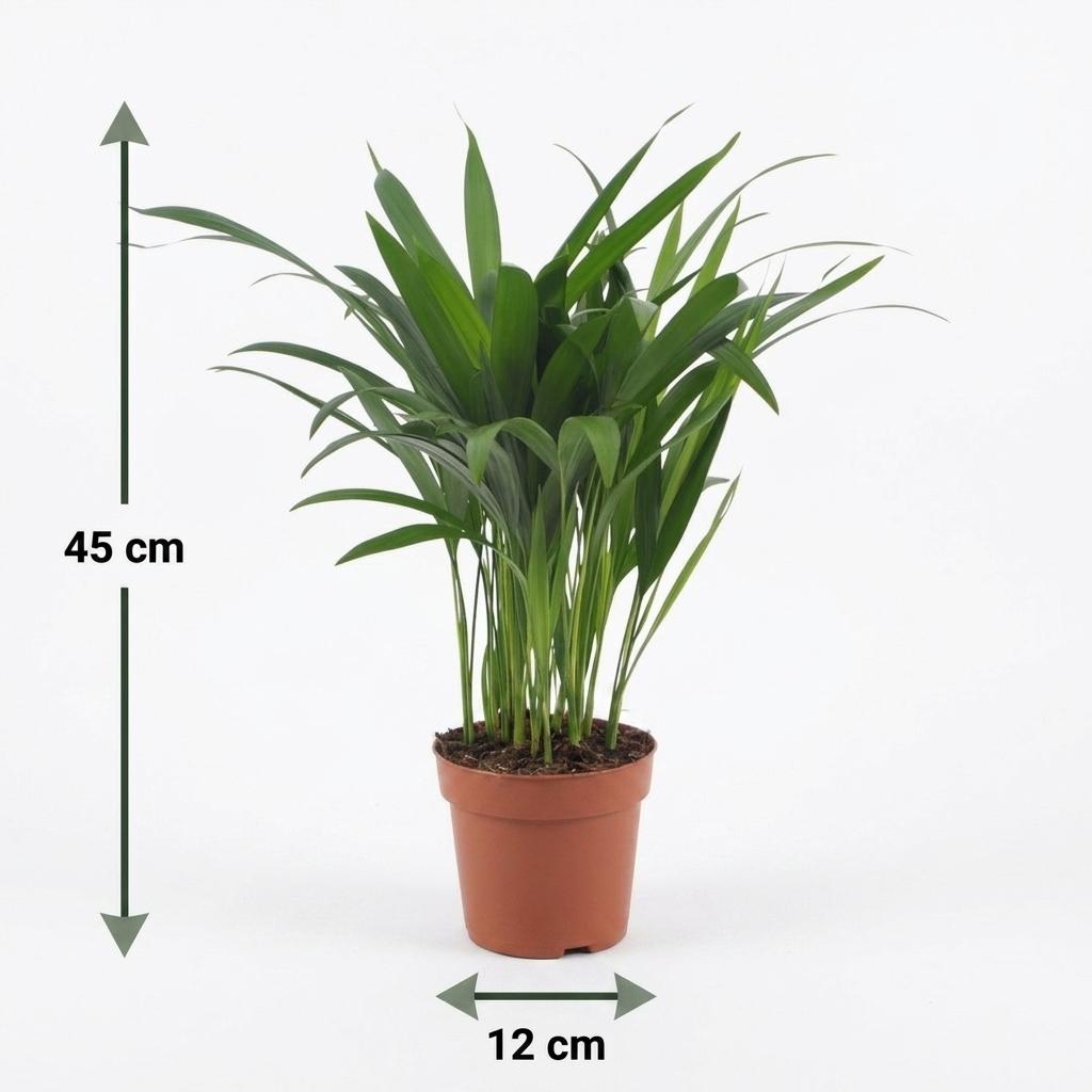 Areca Palm (Dypsis lutescens) - 4 Plants with Grey Ceramic Pot - 12cm Pot - 45cm Tall