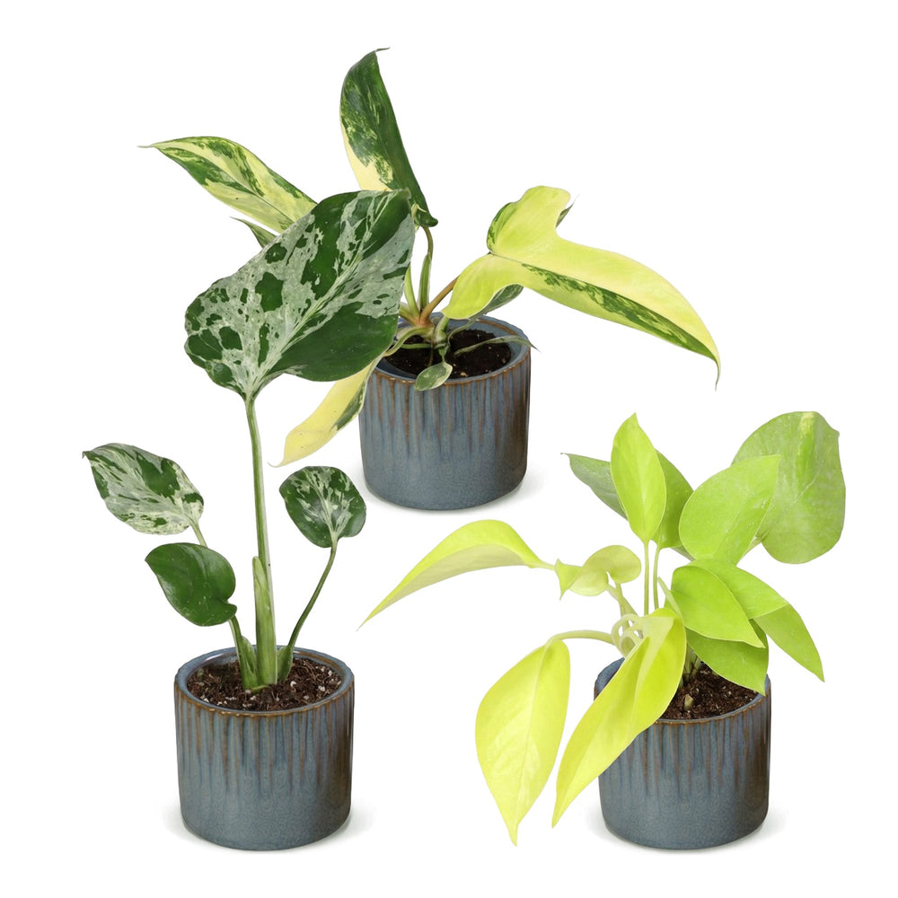 Baby Tropical Mix houseplants, pack of 3, image 2