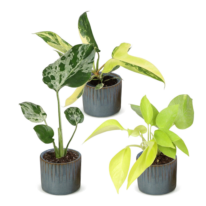 Baby Tropical Mix houseplants, pack of 3, image 2