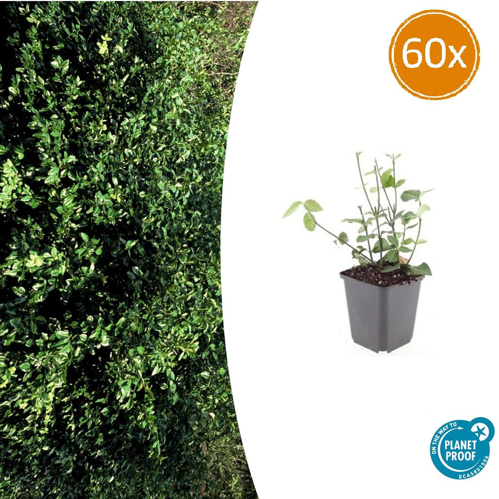 Purple wintercreeper euonymus seedling with small oval leaves in grey square pot, shown at 10-25cm height, part of 60x pack