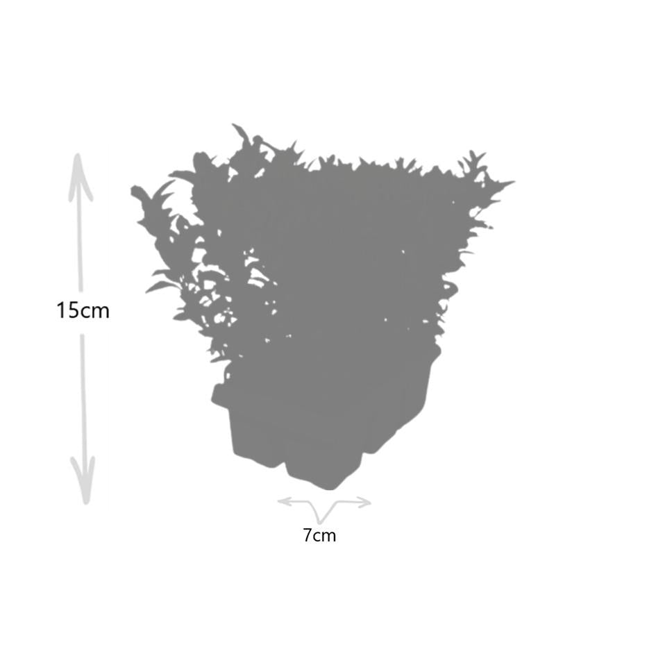 4 x 6-pack Euonymus 'Green Spire' – Ø 7 cm – ↨ 15 cm