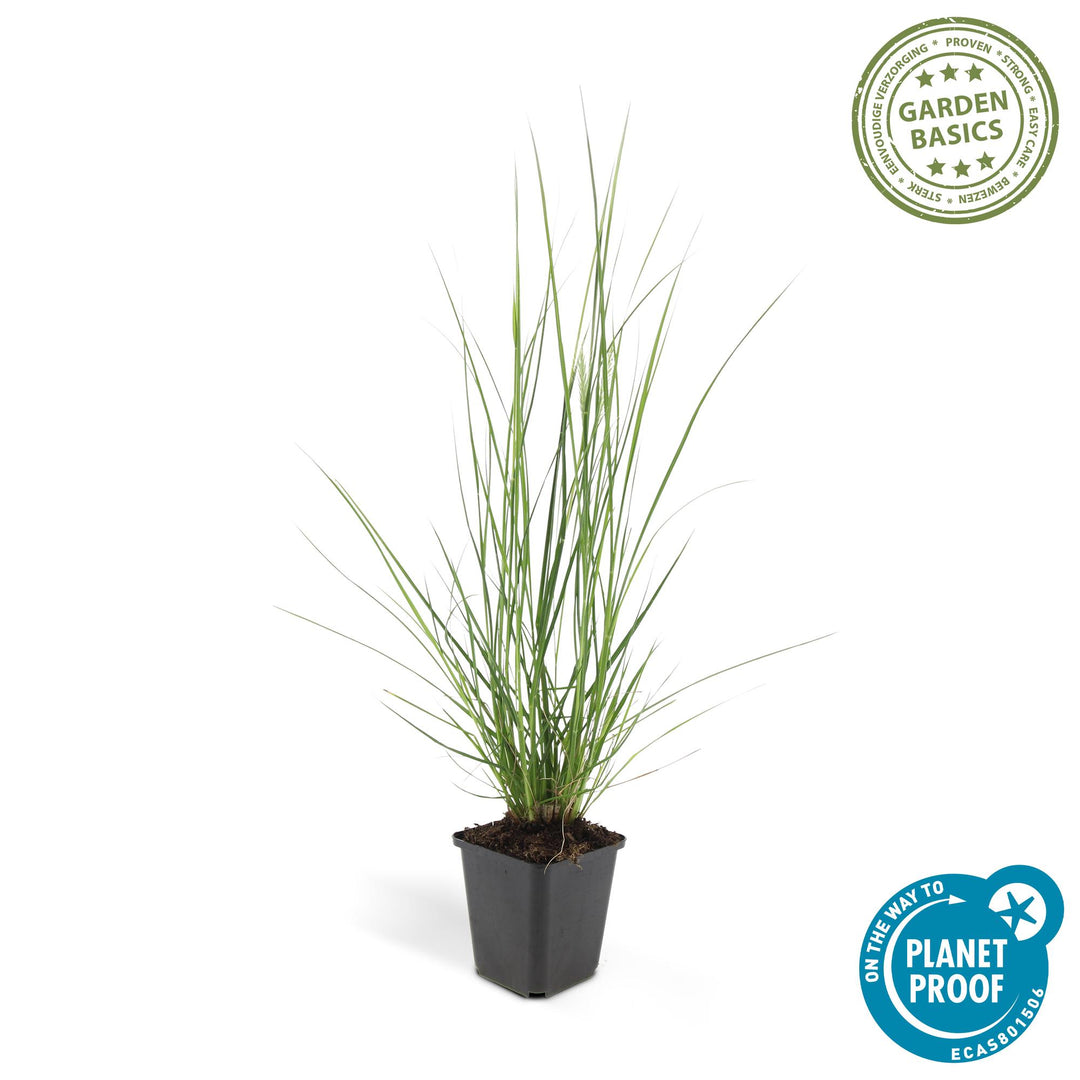 48x Dwarf Fountain Grass Hameln - Compact Ornamental Grass 10-25cm