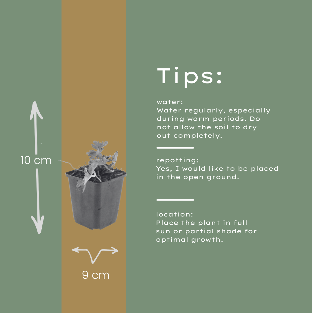 12x Geranium 'Azure Rush' - ↕10-25cm - Ø9cm