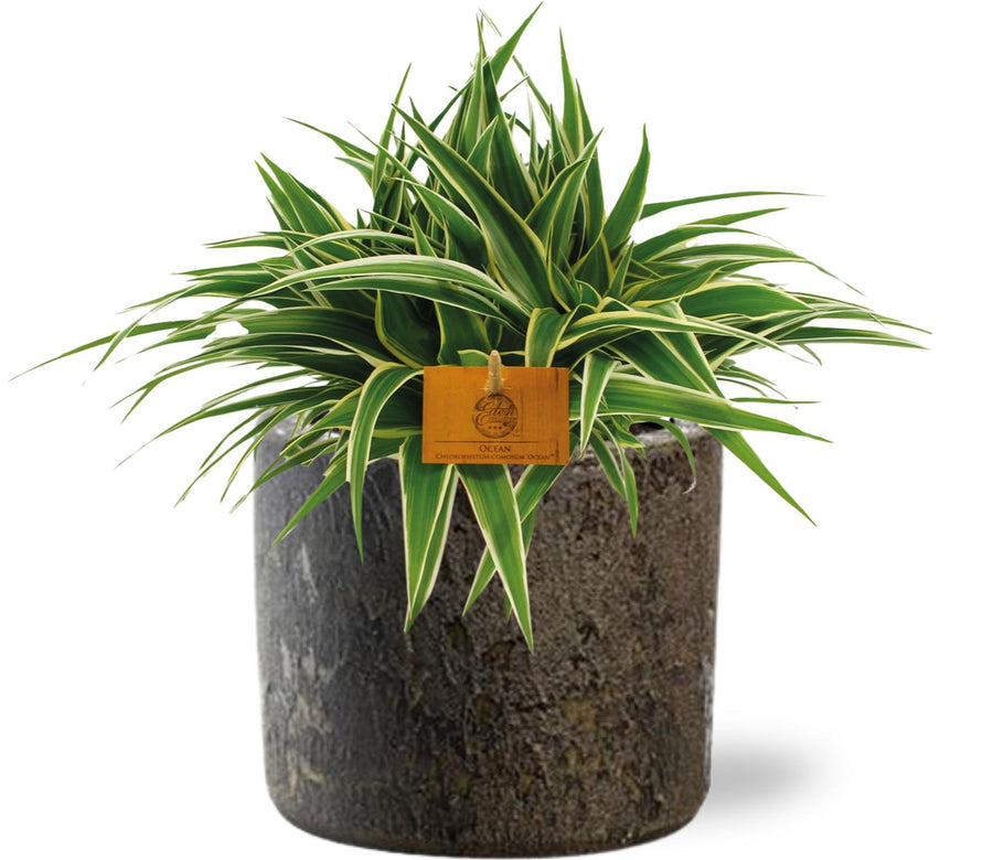 Spider plant with green and yellow striped arching leaves in grey concrete pot with wooden plant label