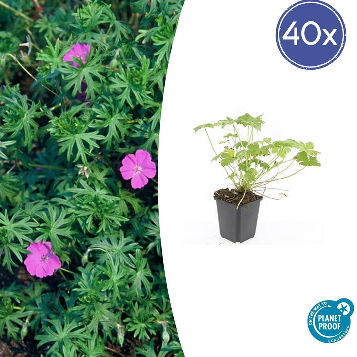 40x Geranium 'Tiny Monster' Magenta Flowering - 10-25cm - 9cm Pot