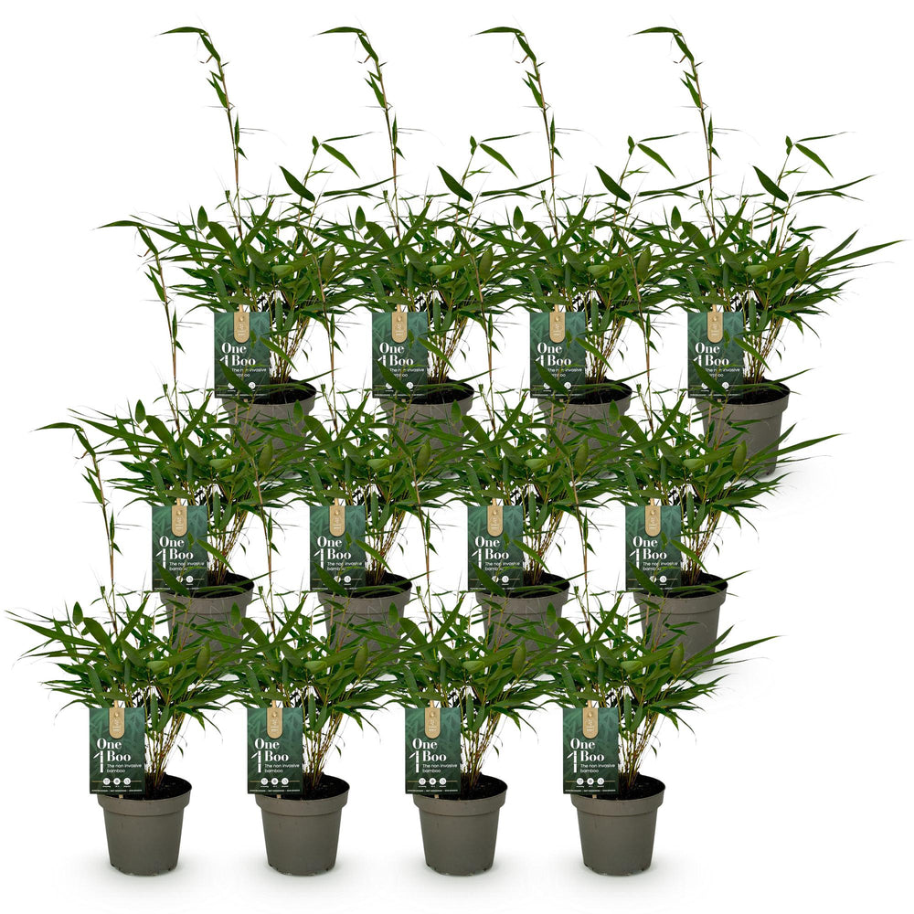 12 Fargesia robusta Pingwu clumping bamboo plants in 14cm pots - view 2