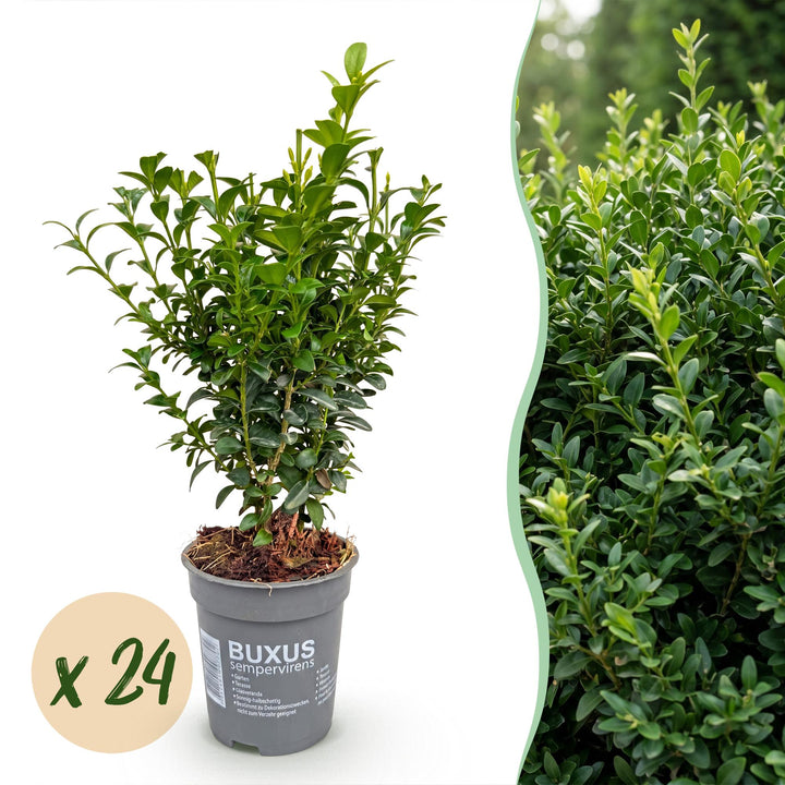 24x Buxus sempervirens boxwood hedging plants in 9cm pots