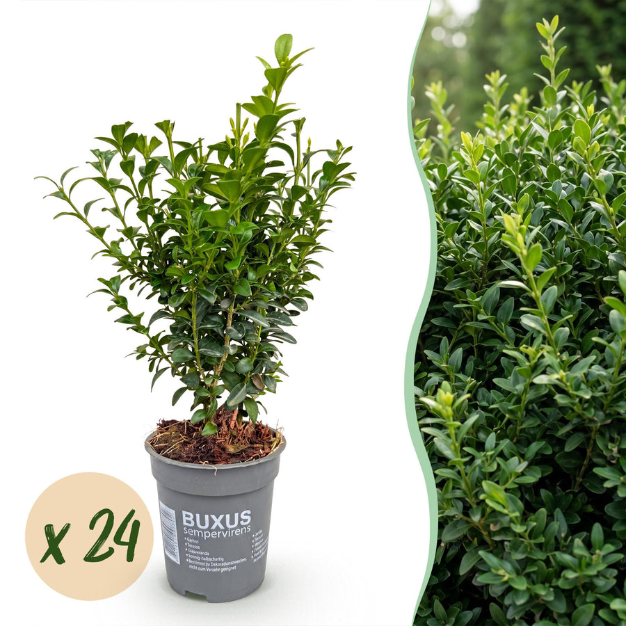 24x Buxus sempervirens boxwood hedging plants in 9cm pots