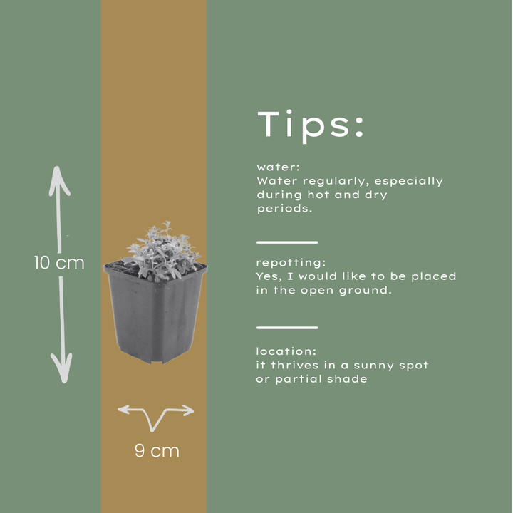 60x Cerastium tomentosum - ↕10-25cm - Ø9cm