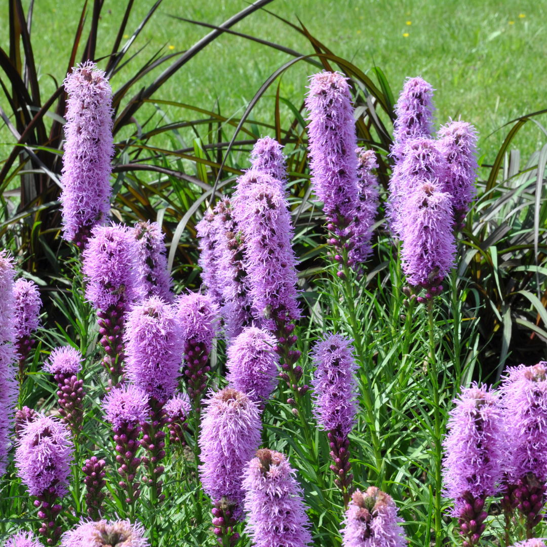 Liatris spicata with purple fluffy flower spikes and narrow green leaves, multiple plants shown in garden setting