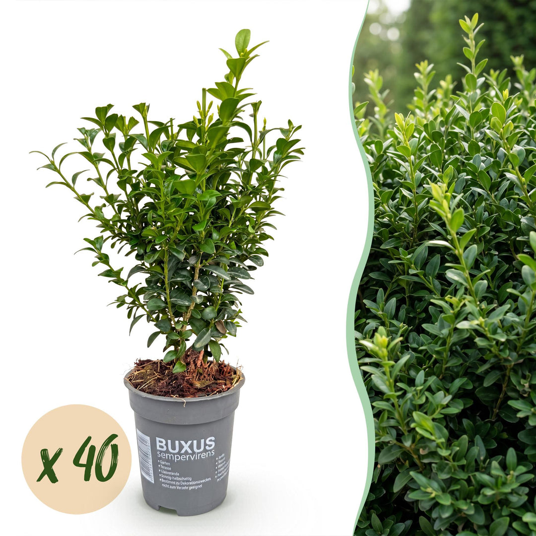 40x Buxus sempervirens boxwood hedging plants in 9cm pots