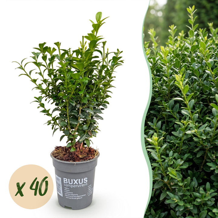 40x Buxus sempervirens boxwood hedging plants in 9cm pots
