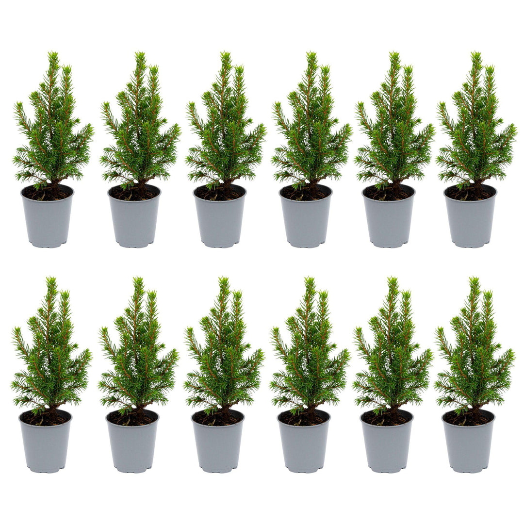 12x Live Mini Christmas Tree Set - Picea Glauca 15-20cm Potted