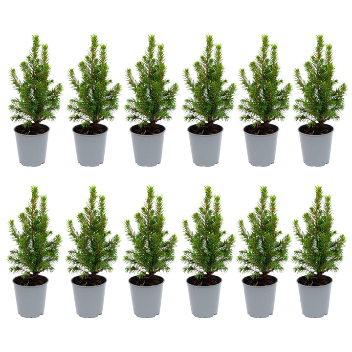 12x Live Mini Christmas Tree Set - Picea Glauca 15-20cm Potted